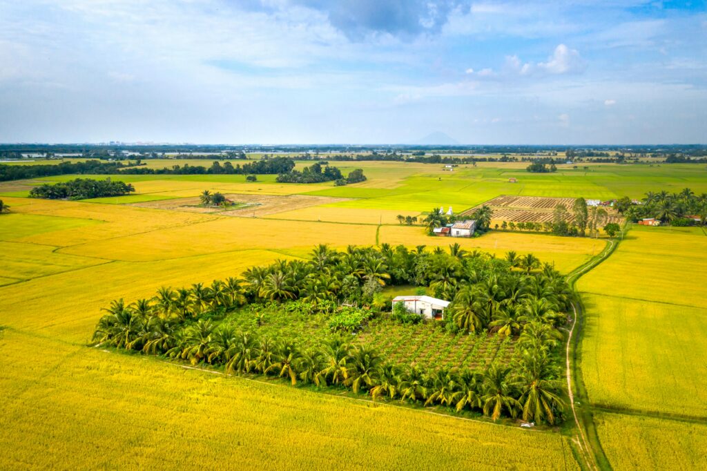 Drone shot showcasing vibrant fields and palm tree groves in a rural setting.